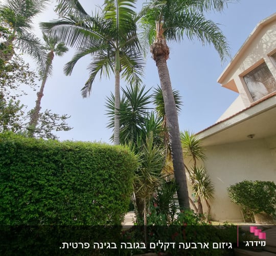 עצים גבוהים ושיחים גזומים בגינה